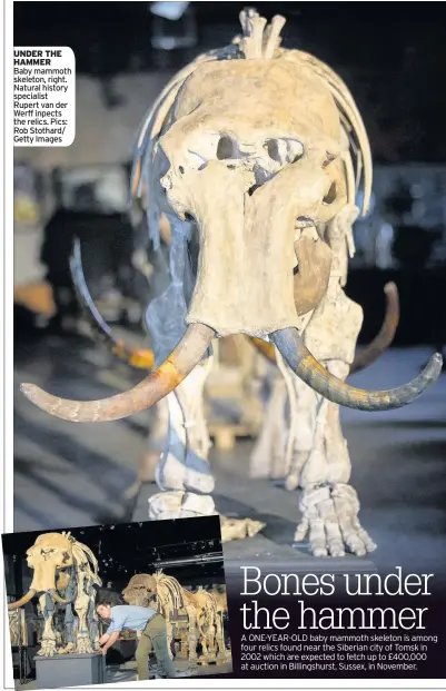  ??  ?? UNDER THE HAMMER Baby mammoth skeleton, right. Natural history specialist Rupert van der Werff inpects the relics. Pics: Rob Stothard/ Getty Images