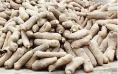  ??  ?? Yam tubers