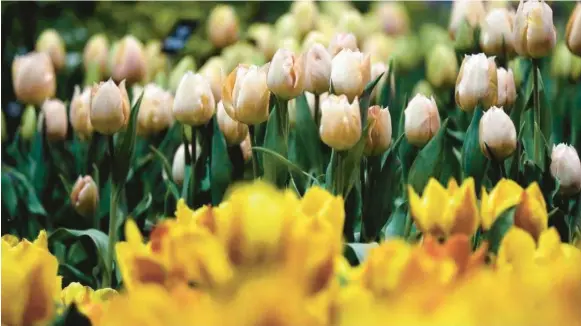  ?? MATT SLOCUM/AP ?? The Philadelph­ia Flower Show will once again be indoors at the Pennsylvan­ia Convention Center Saturday-March 12.