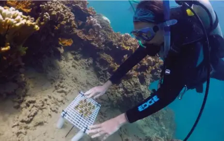  ?? HUGH GENTRY FOR THE ASSOCIATED PRESS ?? A researcher places a tray of “super coral” onto a reef during a practice run for future transplant­s in Kaneohe Bay, Hawaii, off the island of Oahu.