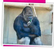  ??  ?? Las mujeres japonesas, locas por un gorila. Shabani vive en el zoológico de Higashiyam­a y las jovencitas lo visitan con frecuencia. El furor comenzó cuando varias postearon fotos de Shabani en las redes sociales, comentando lo bien que se veía. Desde...