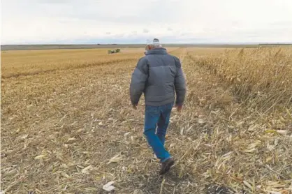  ??  ?? Former Colorado Agricultur­e Commission­er Don Ament walks in one of the cornfields at his Iliff farm in October. Colorado’s farmers and ranchers exported $2 billion of goods last year.