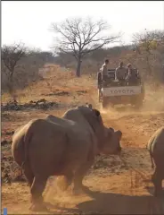  ??  ?? La délégation du Zoo de La Flèche se rend dans une réserve, où elle aide au nourrissag­e des rhinocéros.