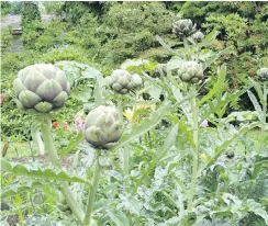  ??  ?? Globe artichoke plants are beautiful enough to include in ornamental garden plots. Their big buds are a gourmet treat.