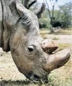  ??  ?? ► Sudan, el último rinoceront­e blanco macho del norte.