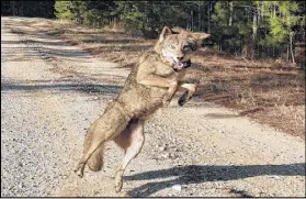  ??  ?? Mike Chamberlai­n plans to place GPS devices on 160 coyotes. He’ll track their movements, trying to discern any patterns in these predators’ travels.