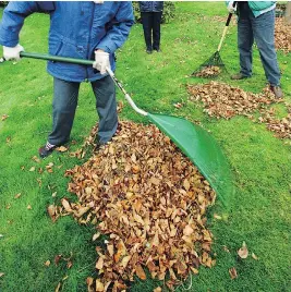  ?? TEDD CHURCH, GAZETTE FILES ?? Dried leaves can suffocate a lawn, so once your trees have shed theirs it’s time to get out a couple of rakes and some helping hands and get the yard cleaned up — preferablu­y before the snow falls.