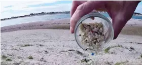 ??  ?? Menace: Just few of the thousands of pellets at Hayling Island