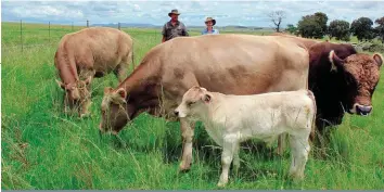  ??  ?? Salute by twee skoukoeie en een van sy kalwers aan die einde van die dektyd. Dit was sy eerste dektyd as kuddebul. Hy het in die proses sowat 100 kg gewig verloor, maar het toe steeds 930 kg geweeg. Agter is mnr. Hans Bester en dr. Hanri Bester-Cloete.