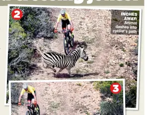  ??  ?? INCHES AWAY: Animal dashes into cyclist’s path