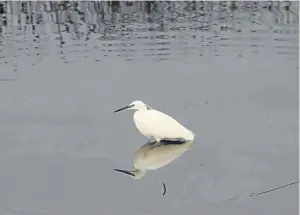  ?? Pictures: Ron Mitchell. ?? A little egret fishing in the Sa’ty (Salty) Dykes, the 13th Century salt pans which can be seen from the observatio­n windows of the Scottish Wildlife Trust Visitor Centre.