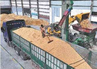 Tested models, tech boost Shandong corn harvest | China Daily ...