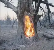  ?? Karl Mondon Mercury News ?? A TREE trunk burns near Lake Shastina in Weed on Sept. 3 after the Mill fire raced through the region.