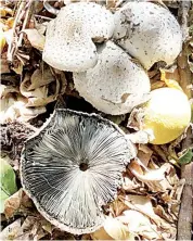  ??  ?? Chlorophyl­lum molybdites – POISONOUS. These look almost identical to the Lepiota species but are poisonous and must not be eaten. Note the greenish gills.