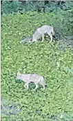  ?? SPECIAL TO TORSTAR ?? A photo of two coywolves or coyotes in Port Dalhousie.