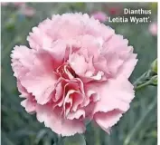  ??  ?? Dianthus ‘Letitia Wyatt’.