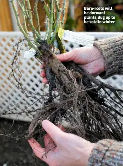  ??  ?? Bare-roots will be dormant plants, dug up to be sold in winter