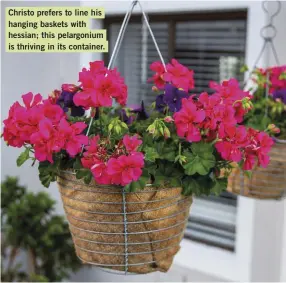  ?? ?? Christo prefers to line his hanging baskets with hessian; this pelargoniu­m is thriving in its container.