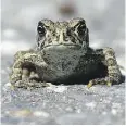  ??  ?? More than a million toads migrate at once every summer at Summit Lake, B.C.