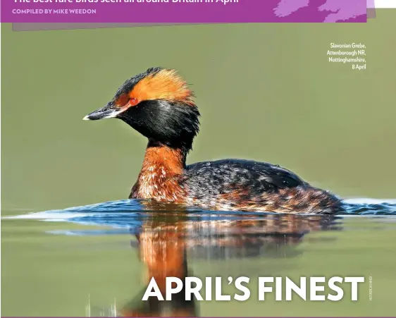  ??  ?? Slavonian Grebe, Attenborou­gh NR, Nottingham­shire, 8 April