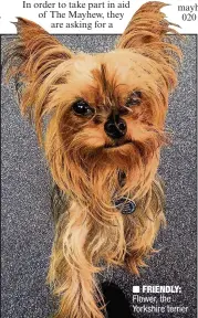  ??  ?? FRIENDLY: Flower, the Yorkshire terrier