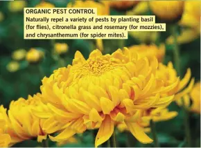  ??  ?? ORGANIC PEST CONTROL
Naturally repel a variety of pests by planting basil
(for flies), citronella grass and rosemary (for mozzies), and chrysanthe­mum (for spider mites).