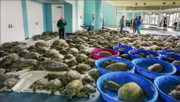  ?? Miguel Roberts/The Brownsvill­e Herald via AP ?? Thousands of Atlantic green sea turtles and Kemp's ridley sea turtles suffering from cold stun are laid out to recover at the South Padre Island Convention Center on South Padre Island, Texas. Experts say they couldn’t have recovered on their own.