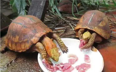  ??  ?? File photo of Bourret’s Box Turtles in captivity. These critically endangered animals are poached and sold to China to make traditiona­l medicine.