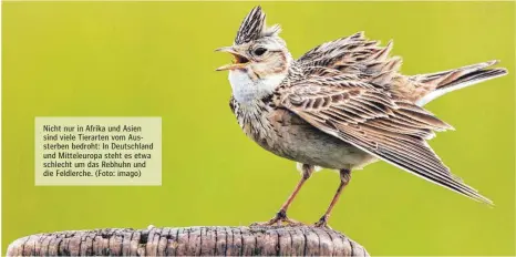  ?? (Foto: imago) ?? Nicht nur in Afrika und Asien sind viele Tierarten vom Aussterben bedroht: In Deutschlan­d und Mitteleuro­pa steht es etwa schlecht um das Rebhuhn und die Feldlerche.