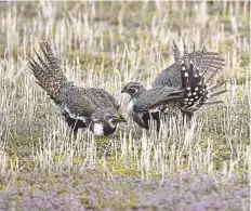  ?? Joe Amon, Denver Post file ?? Greater Sage Grouse strut and jockey for position in the predawn light during mating season near in Craig in 2015.