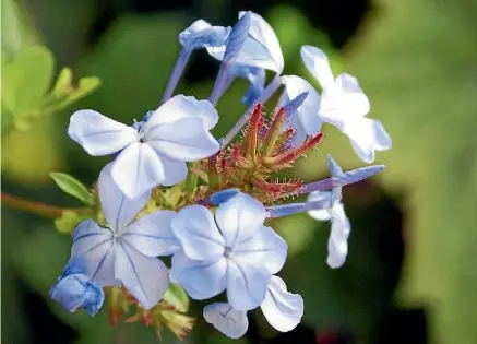  ??  ?? There are about 15 different species of plumbago.