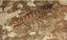  ?? ?? ‘Distinct patterns’ and a ‘beaky face’: a Phyllurus fimbriatus. Photograph: Conrad Hoskin