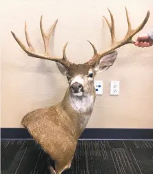  ?? Sean Pirtle / Department of Fish and Wildlife ?? The poacher who shot this giant black-tailed deer with huge antlers was ordered to pay a $5,000 fine based on a new law.