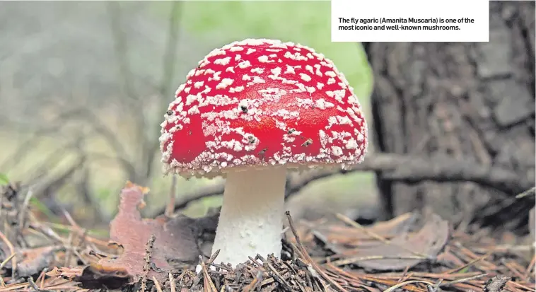  ??  ?? The fly agaric (Amanita Muscaria) is one of the most iconic and well-known mushrooms.