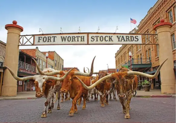 ?? FORT WORTH CONVENTION & VISITORS BUREAU ?? Twice a day, 362 days of the year, you can see a short cattle drive re-enactment like this on Exchange Ave., in the Stockyards historic district of Fort Worth, Texas.