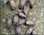  ??  ?? If you find spotted lanternfly in a municipali­ty where it is known to exist, try to kill it. This insect is considered a threat to crops and many are working to prevent it from spreading. Soon females will begin to lay eggs. Each female will lay up to...