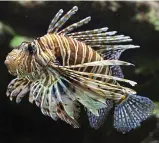  ??  ?? Toxic: Lionfish are now in the Med