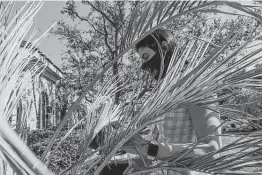  ?? Billy Calzada / Staff photograph­er ?? Nanis Maikhail inspects a Mediterran­ean fan palm at her home in the Vineyard. The potential loss of a large number of nonnative palms has raised concerns about the cost of their removal.