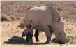  ?? AQUILA ?? THE rhino that survived an attack in December, with its calf. |