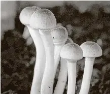  ?? Getty Images ?? Psychologi­st William Richards believes that even one-time use of psilocybin — known also as “magic mushrooms” — can help reduce anxiety and depression.