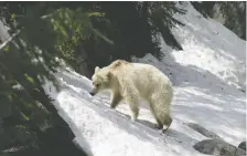  ?? SONIA NICHOLL/PARKS CANADA ?? A wildlife photograph­er is worried about a rare white grizzly in mountain parks after watching people get too close.