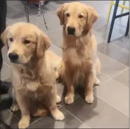  ?? GARY PULEO - MEDIANEWS GROUP ?? Dog Show hopefuls Topaz and Sage warmed to the crowd during a preview at the Tru Hilton Hotel in Lower Providence in 2019.