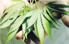  ?? JULIE OLIVER/FILES ?? Gatineau, Que.-based Hydropothe­cary Corp.’s processed medical marijuana products have been kosher certified in efforts to help consumers who need them to treat their illness.