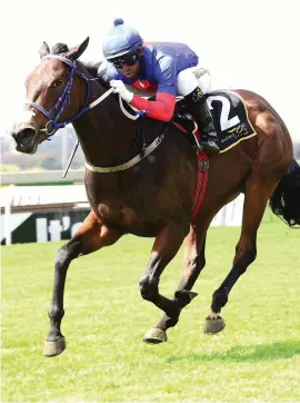  ??  ?? FINDING FORM. Aurelia Cotta was a top juvenile and Sean Tarry’s charge has started to regain her old form and looks top value when she runs in Race 6 over 1600m on the Turffontei­n Inside track on Saturday.