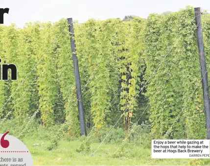  ?? DARREN PEPE ?? Enjoy a beer while gazing at the hops that help to make the beer at Hogs Back Brewery