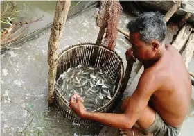  ??  ?? Work in progress: The fish needs to be cleaned, gutted and crushed underfoot before it is salted and left to ferment.