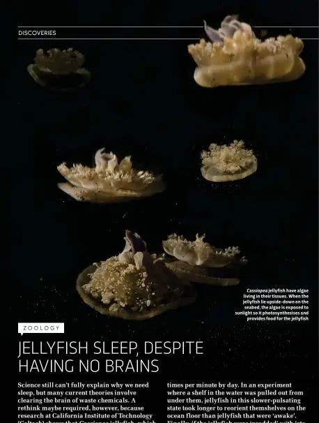  ??  ?? Cassiopea jellyfish have algae living in their tissues. When the jellyfish lie upside- down on the seabed, the algae is exposed to sunlight so it photosynth­esises and provides food for the jellyfish