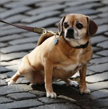  ??  ?? Dog owners should avoid tying up their pets outside when they go into shops.