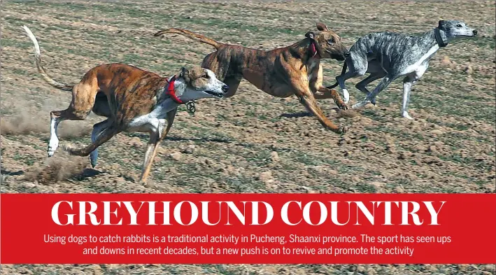  ??  ?? Greyhounds find the target all of a sudden attack. They run like an arrow off the string.