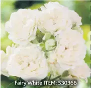 ??  ?? Fairy White ITEM: 530366